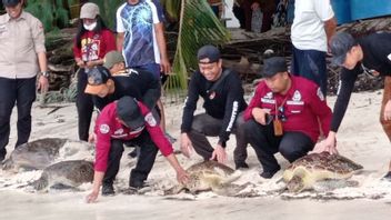 Four Turtles Released On Kapoposang Island
