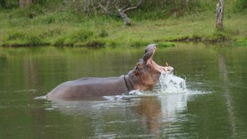 [WEEKEND] Kuda Nil Peninggalan Gembong Narkoba Pablo Escobar Repotkan Kolombia