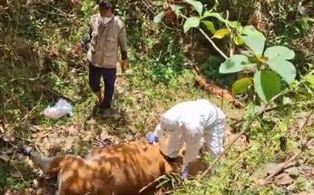 Dinas Pertanian Bombana Sultra Sebut 428 Ekor Sapi Mati karena Virus Jembrana