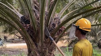 Gapki Beberkan Sejumlah Tantangan di Industri Sawit