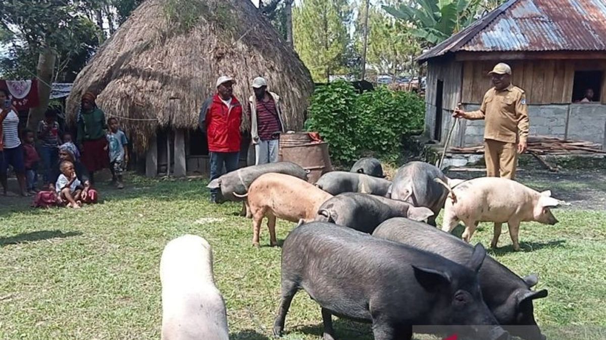 販売されていない起源!豚肉は、ジャヤウィジャヤパプア山脈の7つの村の住民の未来への投資です