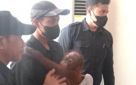 BKSDA Jatim Amankan Orangutan Kalimantan Hasil Penyelundupan, Akan Ditranslokasi ke Kalteng