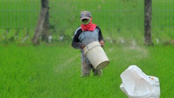 Subsidized Fertilizer Is Often Missing, This Is Said KTNA Indramayu