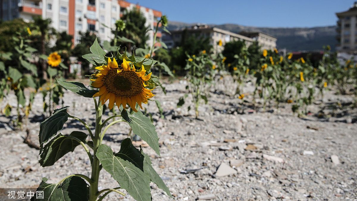 Bikin Takjub Sekaligus Sedih, Bunga Matahari Tumbuh di Lokasi Bekas Reruntuhan Bangunan Akibat Gempa Turki