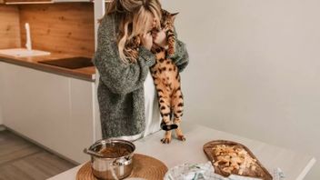 Tips: Makanan Buatan Sendiri Lebih Bagus Untuk Kucing