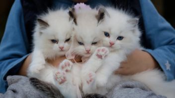 AI Bantu Pemilik Kucing di Jepang Deteksi Kesehatan Hewan Peliharaan