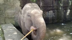 Bali Zoo Setop Atraksi Gajah Tunggang
