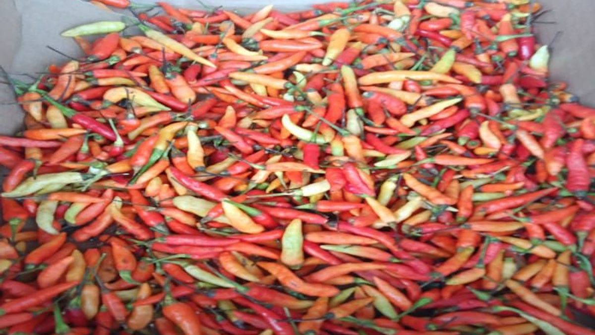 安全，巴比伦的辣椒汤在斋月前达到2.9吨