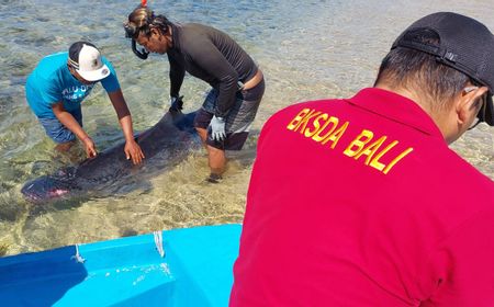 Paus Sperma Kerdil Mati di Sanur karena Banyak Luka