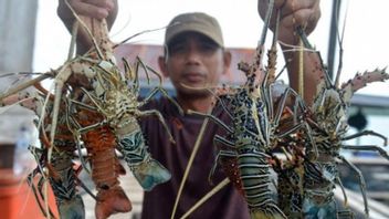 Kadin Supports Lombok To Become A National Lobster Cultivation Center