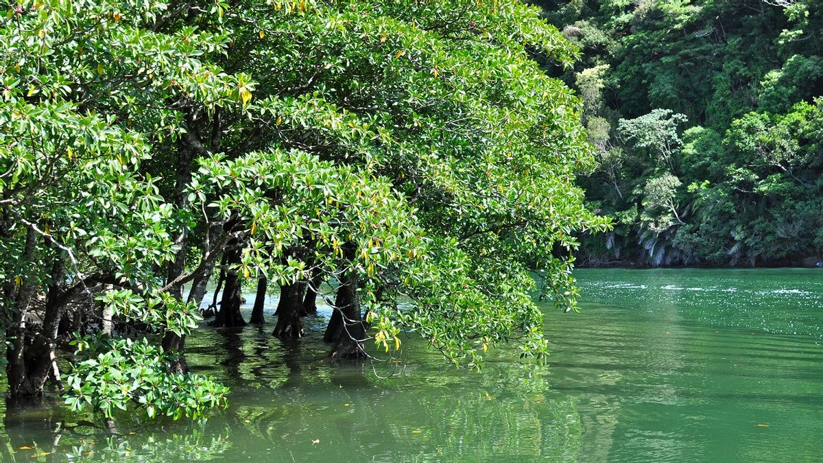 Dihuni Hewan Langka dan Markas Militer AS, UNESCO Tetapkan Hutan Subtropis Jepang Sebagai Warisan Dunia