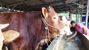 保健当局、東ジャカルタの数千頭の家畜がPMKから無菌であることを保証