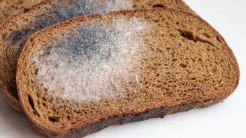4種類のカビ食は避難しなければならず、健康に有害です