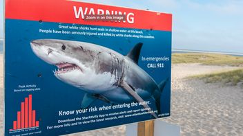 German Woman Killed By Shark Attacked In Grand Canaria Spain