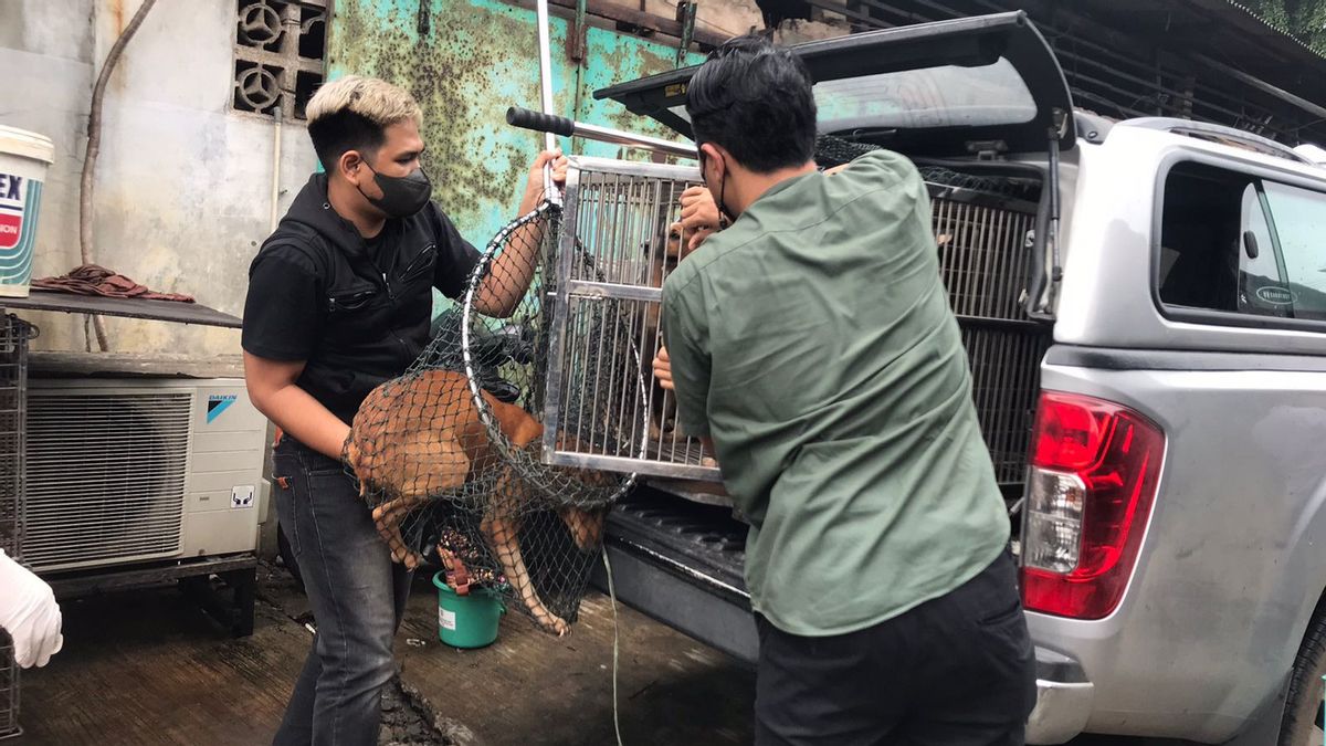 Amankan Anjing dari Tempat Jagal di Jakbar, Pemprov DKI Cek Potensi Rabies