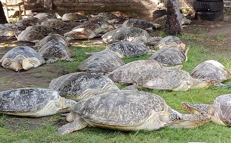 Ketika Konservasi Penyu Berbenturan dengan Industri Pariwisata dan Ritual Religi di Bali