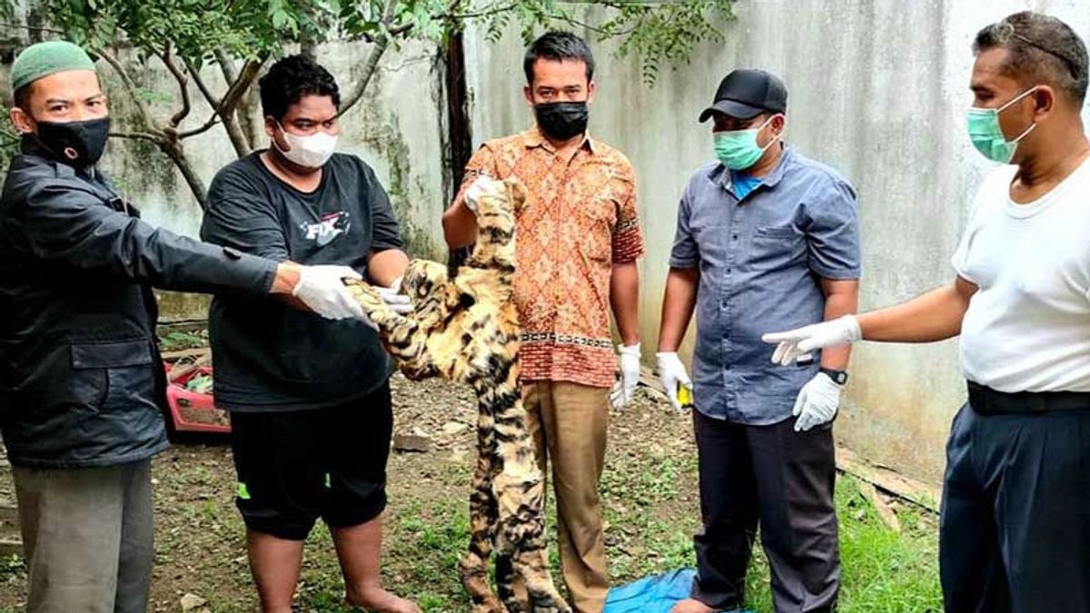 Penjual Kulit Harimau Rp70 Juta Ditangkap di SPBU Jalan Bireuen Aceh