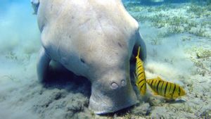 Ikut Berperan Menjaga Iklim Dunia, Dugong Justru Terancam Punah