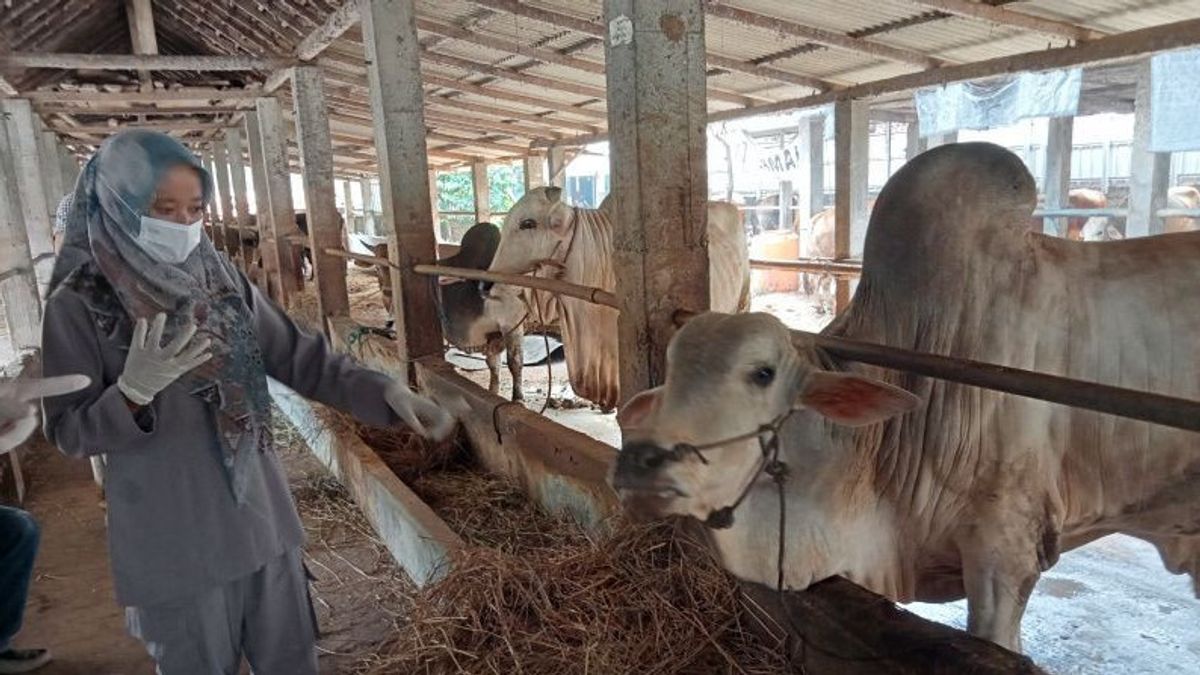 班图尔政府敦促人们不要对牲畜口蹄疫爆发感到恐慌