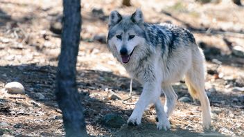 Une cour d'autorise les autorités néerlandaises à tirer sur un loups dans le parc national avec une arme de badminton pour effrayer