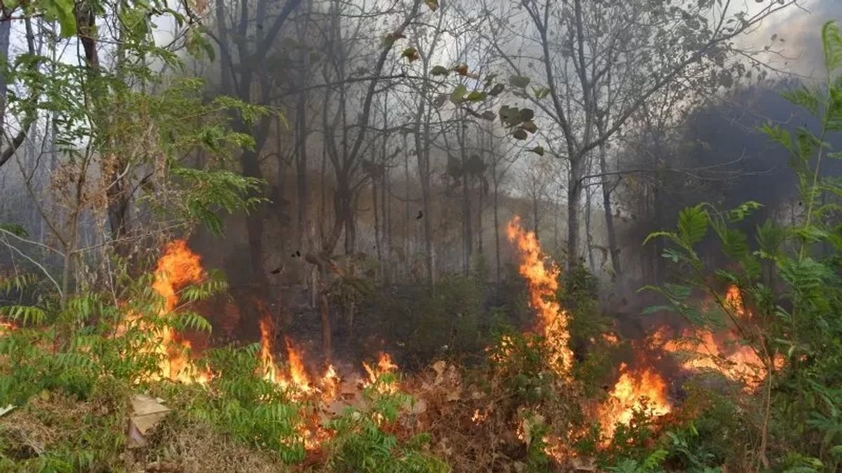 6,5 Ha Lahan di Aceh Barat Kebakaran, BPBD Masih Berupaya Lakukan Pemadaman