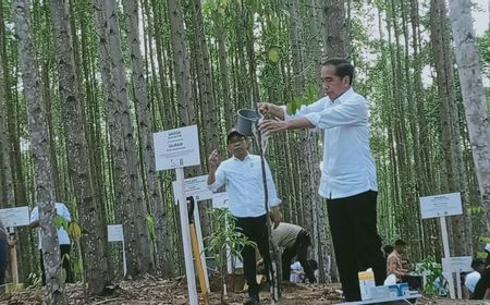 Presiden: IKN Kembalikan Hutan Tropis Kalimantan