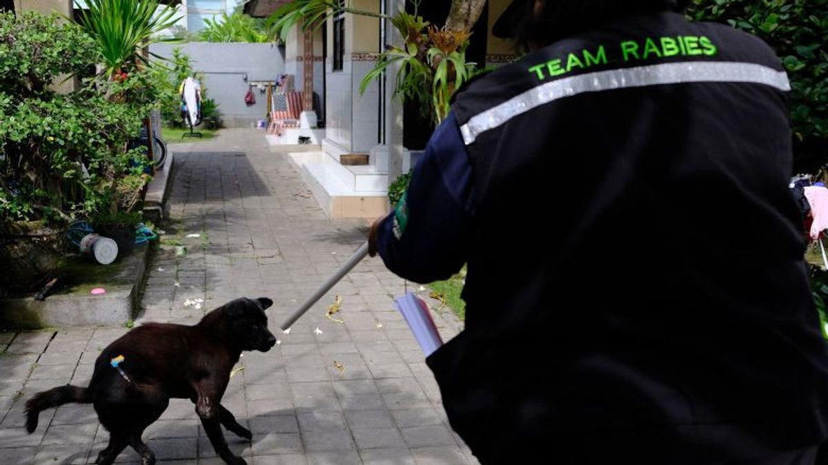 PDHI Bali Corrects Euthanasia Is Not The Origin Of Illegal Dog Elimination