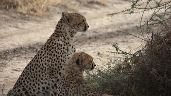 Endangered, Cheetah's Cubs In Somaliland Fight Against Animal Trafficking And Global Warming