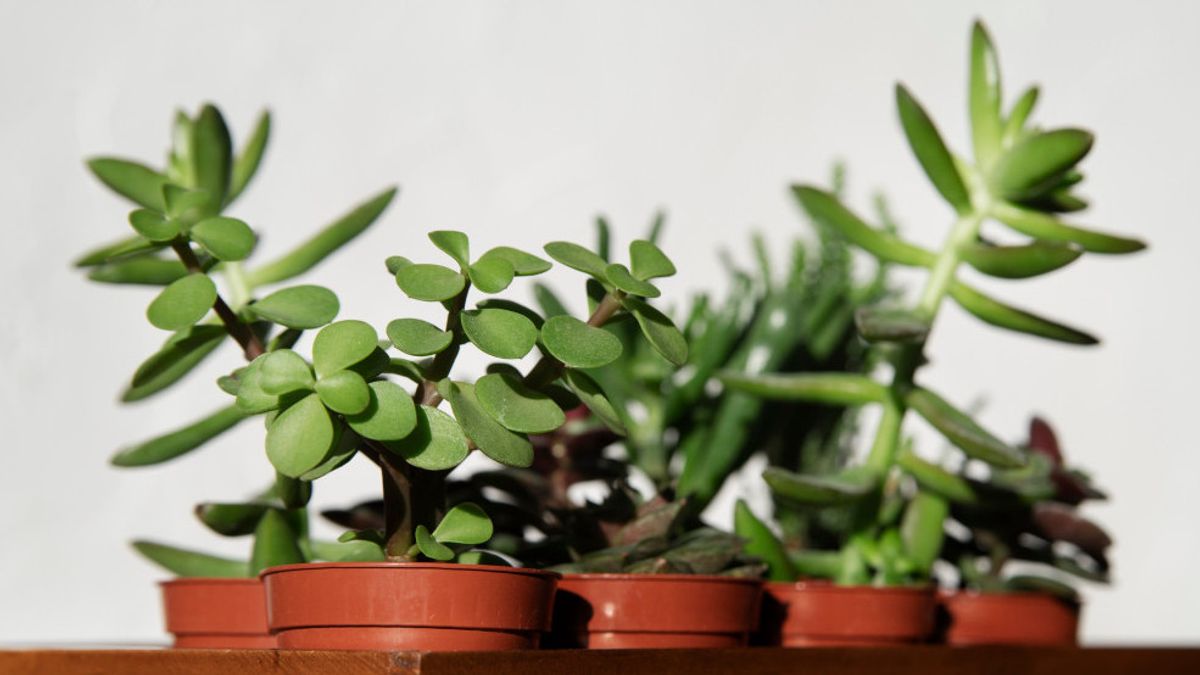7 plantes Giok pour le bonsai et les décorations d’intérieur