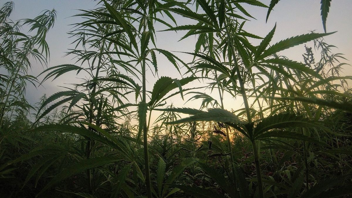 Spanish Police Raid Europe's Largest Marijuana Plantation, Destroy Plants Worth IDR 1.5 Trillion