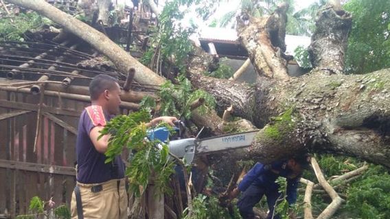 Pluie Et Vent Fort, Un Grand Arbre Tombe Sur La Maison Mekar Baru