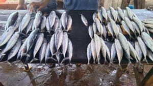Tangkapan Nelayan di Kupang Turun Drastis Imbas Cuaca Buruk