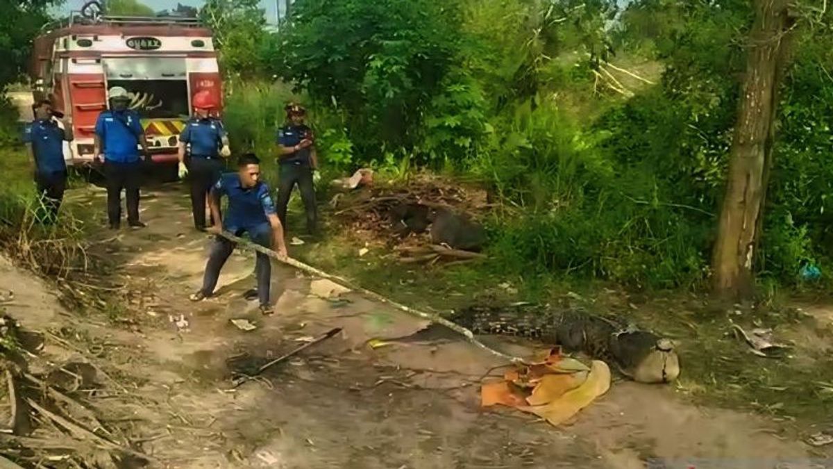 Un crocodile de 3,5 mètres qui mordit un dispositif de pancing d’un résident évacué dans le parc de safari de Lagoi Bintan