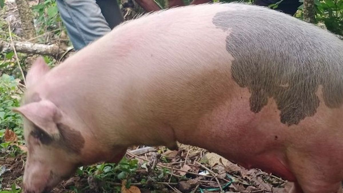 政府は、バタム島由来のバーウイルス豚に関するシンガポール食品庁の調査結果を調査中です