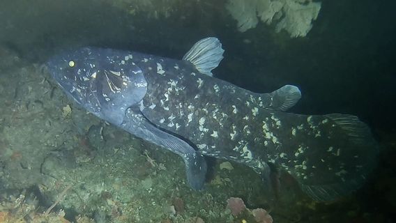 Researchers Reveal New Facts About 'Living Fossils' Coelacanth