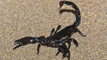 一个饲养者繁殖2万只蝎子，每升毒物价格达到1470亿印尼盾