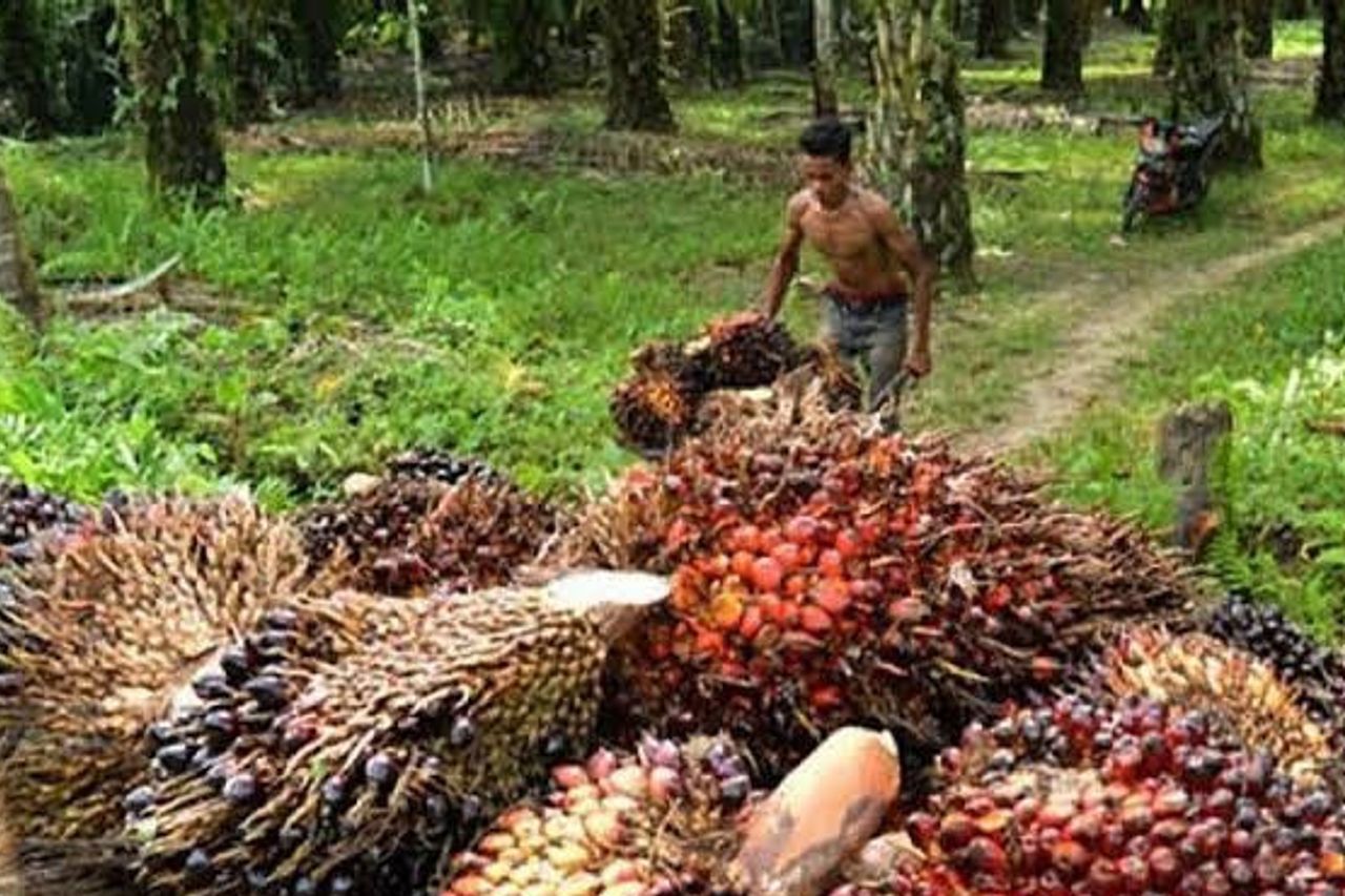 Jambi's CPO Price Increases To IDR 11,612 Per Kg