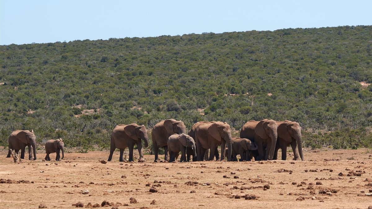 153 الفيلة الموت الغامض يثير قضية ضد انقراض الحياة البرية في بوتسوانا