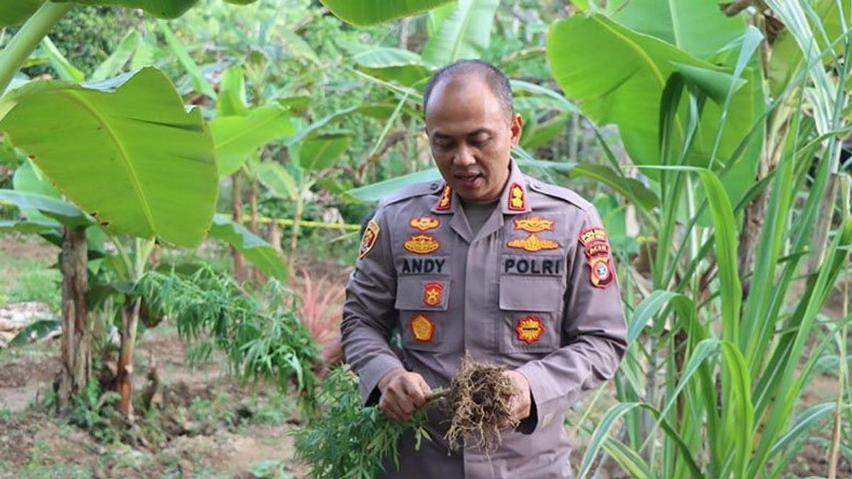 Police Find Corn Plants Equipped With Cannabis Plants In East Aceh