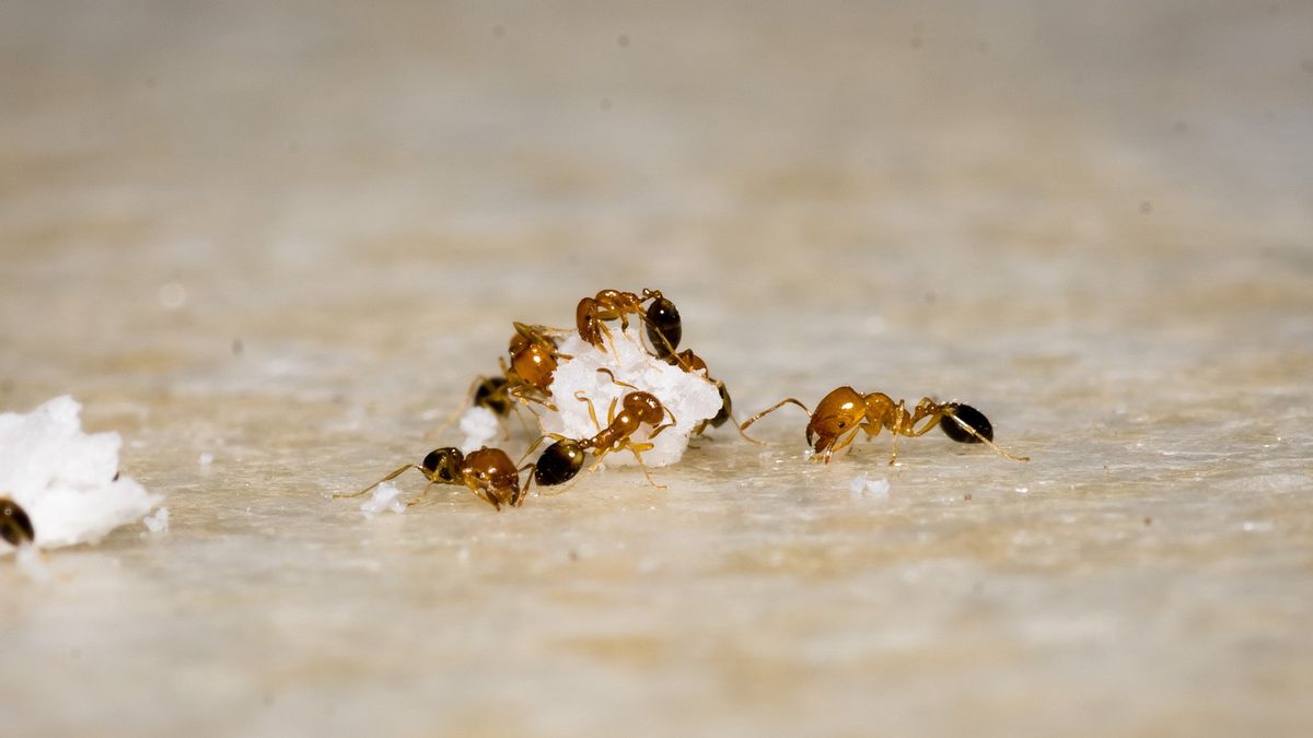 Suka Bikin Kesal, Begini Cara Mengusir Semut dari Rumah 