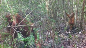 TWA Tanjung Keluang Jadi Lokasi Baru Konservasi Orangutan Kalteng