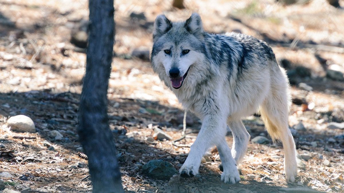 Une cour d'autorise les autorités néerlandaises à tirer sur un loups dans le parc national avec une arme de badminton pour effrayer