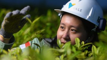 未能填补关鲁姆,印度尼西亚淡水河谷(INCO)取消实施EGMS