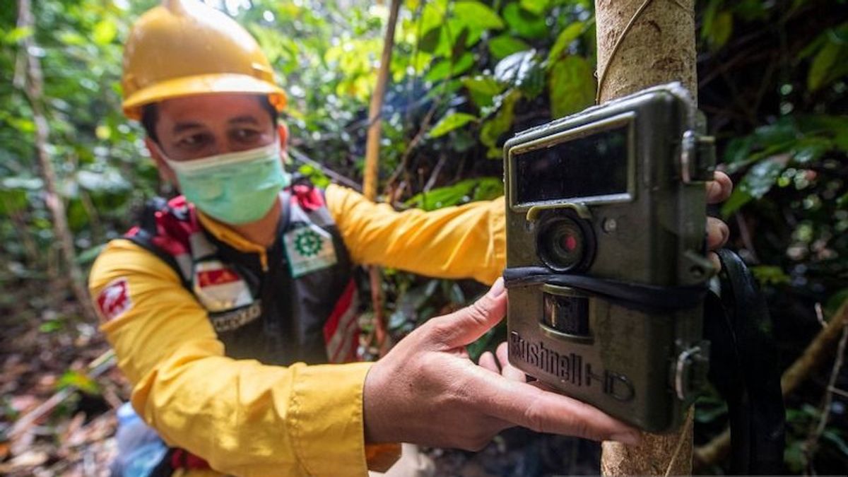 رصد خمسة نمور في منطقة موارا ميرانغ جنوب سومطرة لحفظ الطبيعة