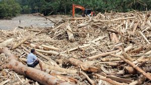 Kejagung Dalami Pembalakan Hutan Pemicu Banjir di Sumatra dan Aceh