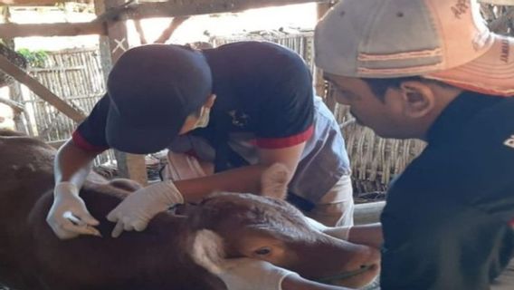 Affected By PMK Outbreak, Pamekasan Regency Government Vaccines Hundreds Of Cows In Two Districts