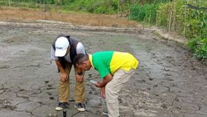 Belasan Hektare Sawah di Belitung Kekeringan