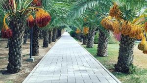 Pohon Kurma di Indonesia: Apakah Bisa Hidup, Berbuah, dan Ada Kebunnya?