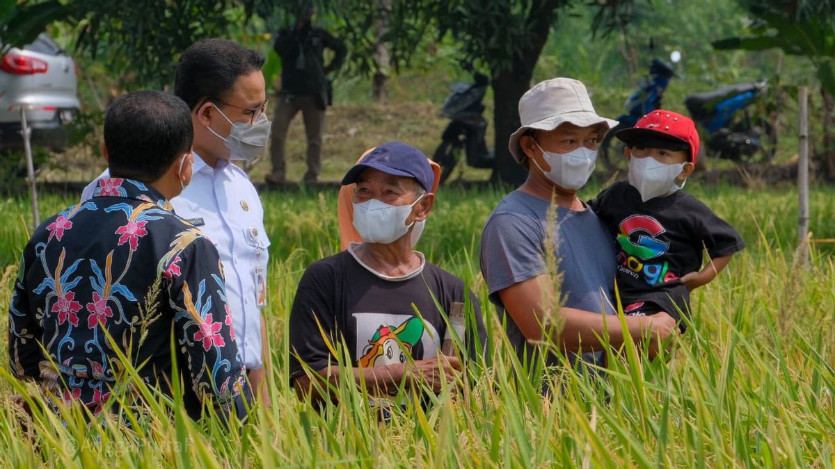 Rice Harvesting Up To Sumedang, Anies Baswedan Disindired Netizens: Have You Become Governor Of West Java, Sir? Thank God