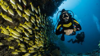 Apa Perbedaan Snorkeling dan Diving? Mulai Kedalaman Air dan Tekniknya